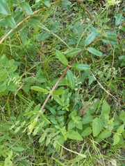 Lonicera subspicata subspicata