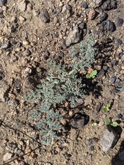Lomatium mohavense