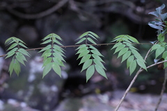 Caesalpinia vernalis
