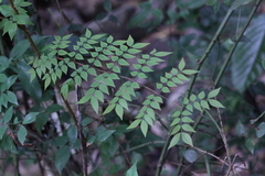 Caesalpinia vernalis