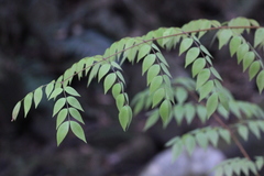 Caesalpinia vernalis