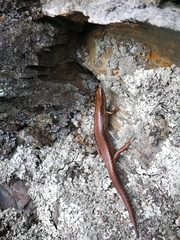 Oligosoma inconspicuum