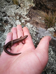 Oligosoma inconspicuum