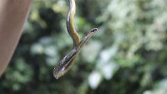 Erythrolamprus epinephalus opisthotaenius