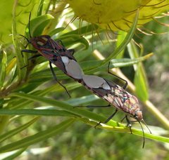 Spilostethus pandurus elegans