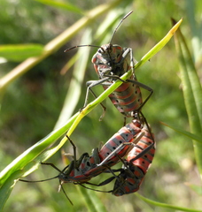 Spilostethus pandurus elegans