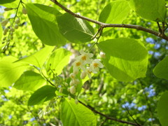 Styrax grandifolius
