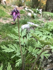 Dicentra formosa