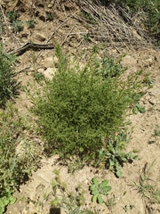 Sairocarpus multiflorus