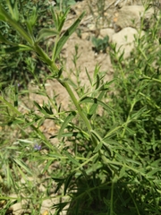 Sairocarpus multiflorus