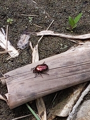 Protaetia orientalis sakaii