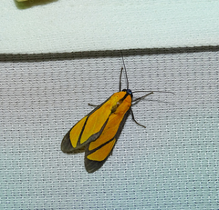 Ormetica chrysomelas