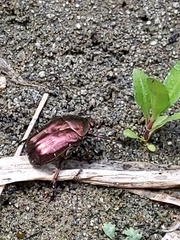 Protaetia orientalis sakaii