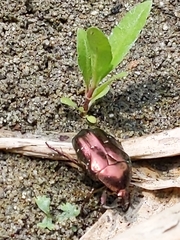 Protaetia orientalis sakaii