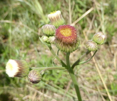 Erigeron primulifolius