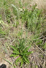 Erigeron primulifolius