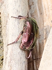 Protaetia orientalis sakaii