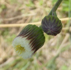 Erigeron primulifolius