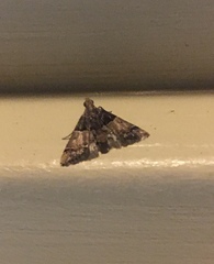 Pyralis pictalis