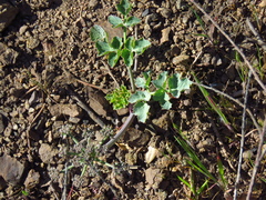 Lomatium repostum
