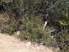 Lonicera subspicata subspicata
