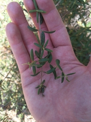 Lonicera subspicata subspicata