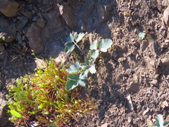 Lomatium repostum