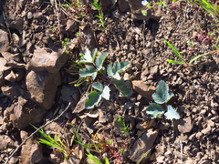 Lomatium repostum