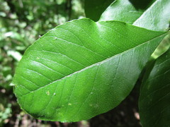 Sideroxylon lycioides