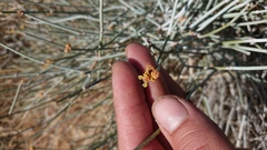 Ephedra viridis