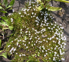 Limosella longiflora