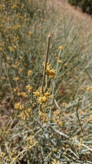Ephedra viridis