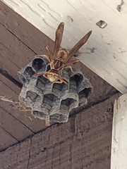 Polistes apachus apachus