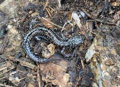 Plethodon caddoensis