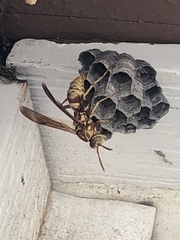 Polistes apachus apachus