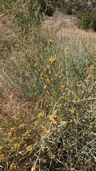Ephedra viridis