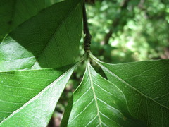 Sideroxylon lycioides