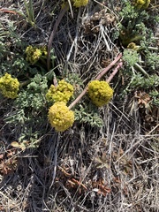 Lomatium foeniculaceum