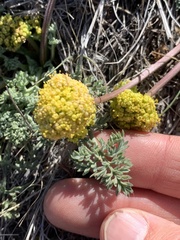 Lomatium foeniculaceum