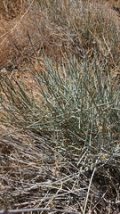 Ephedra viridis