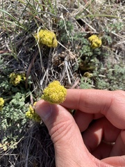 Lomatium foeniculaceum
