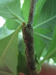 Sideroxylon lycioides