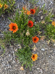 Gazania × splendens