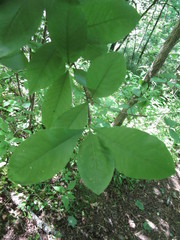 Sideroxylon lycioides