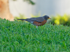 Turdus migratorius
