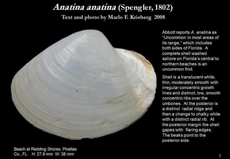 Anatina