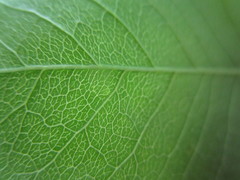 Sideroxylon lycioides