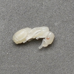 Pheidole californica