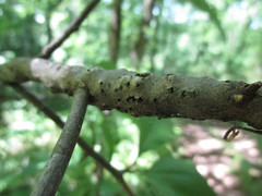 Sideroxylon lycioides