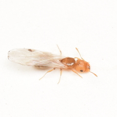Pheidole californica